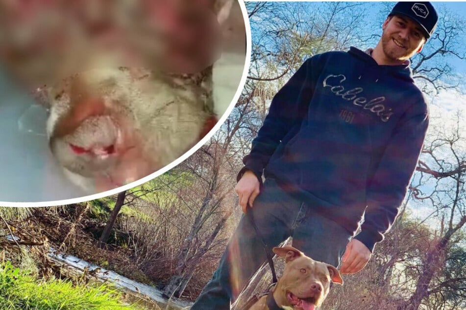 Hund wird von Bär angegriffen: Herrchen stürzt sich auf das Tier