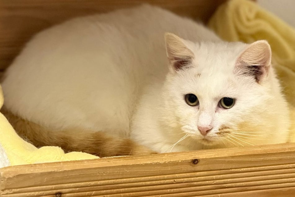 Kater Schroti misstraut Menschen und braucht Zeit, um anzukommen.