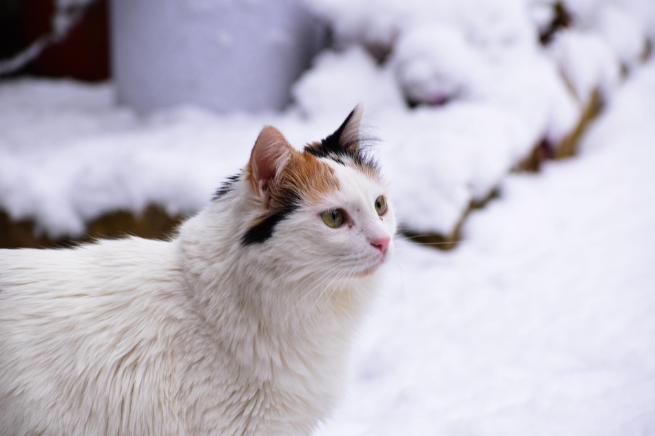 Snow can be a particular problem for cats, as it will dampen their fur.