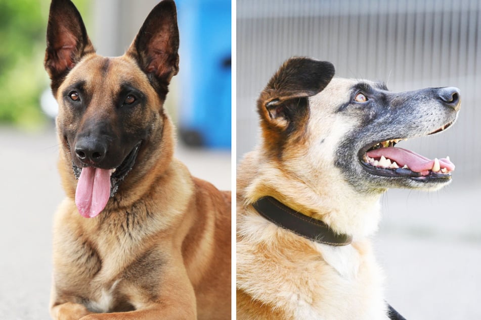 Am Freitag, 30. August, steht das Training von Hunden mit Problemverhalten im Mittelpunkt.