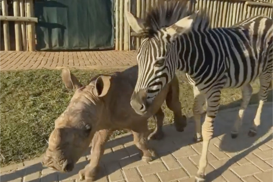 Daisy (l.) and Modjadji like to go for walks together.