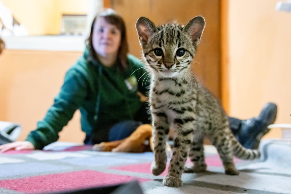 Salzkatze Salza fühlt sich bei Zootierpflegerin Silke Bauer (46) sichtlich wohl.