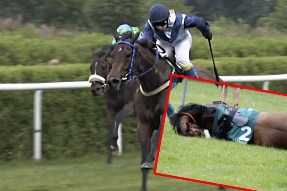 Die Peta spricht sich gegen Pferdewetten aus. (Symbolbild)