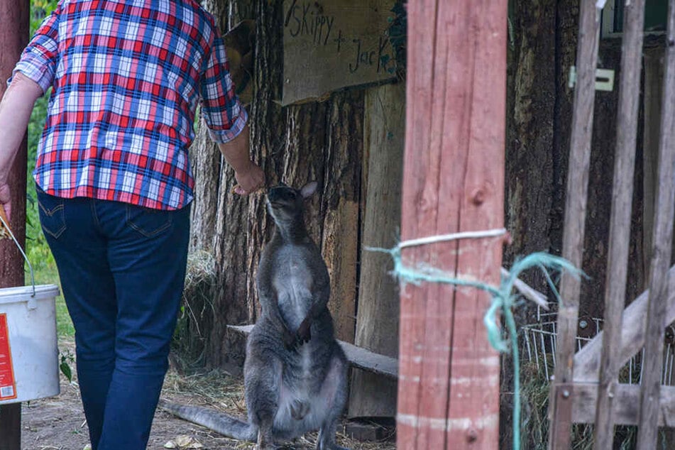 Liebevoll kümmert sich die Hobbyzüchterin um ihre Tiere im Süden von Magdeburg.