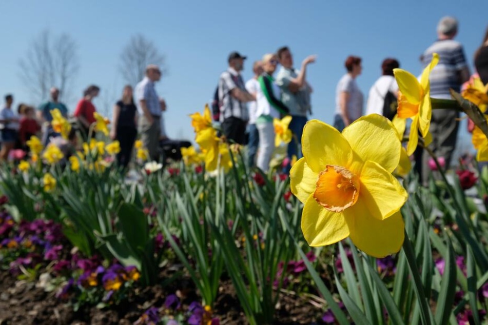 Aktuell sind die Frühblüher noch in voller Blüte.