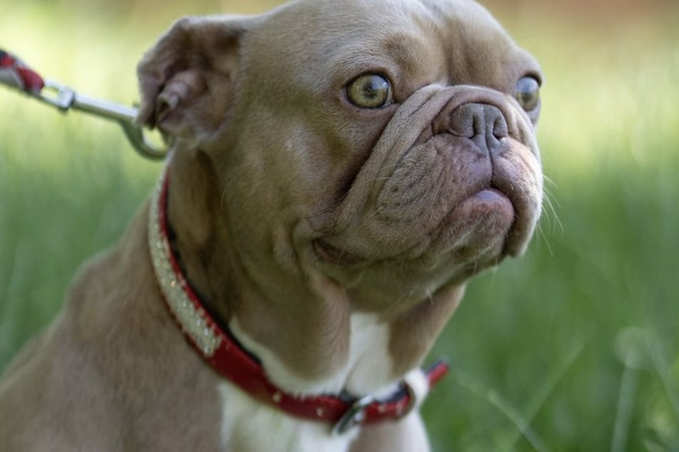 Geboren wurde die junge Bulldogge circa 2020. 