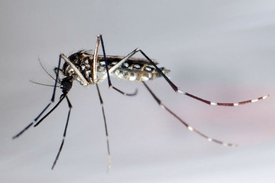 Eine Stechmücke der Art "Aedes aegypti": Die Gelbfiebermücke, Denguemücke oder Ägyptische Tigermücke überträgt verschiedene Krankheiten, darunter auch das Dengue-Fieber.