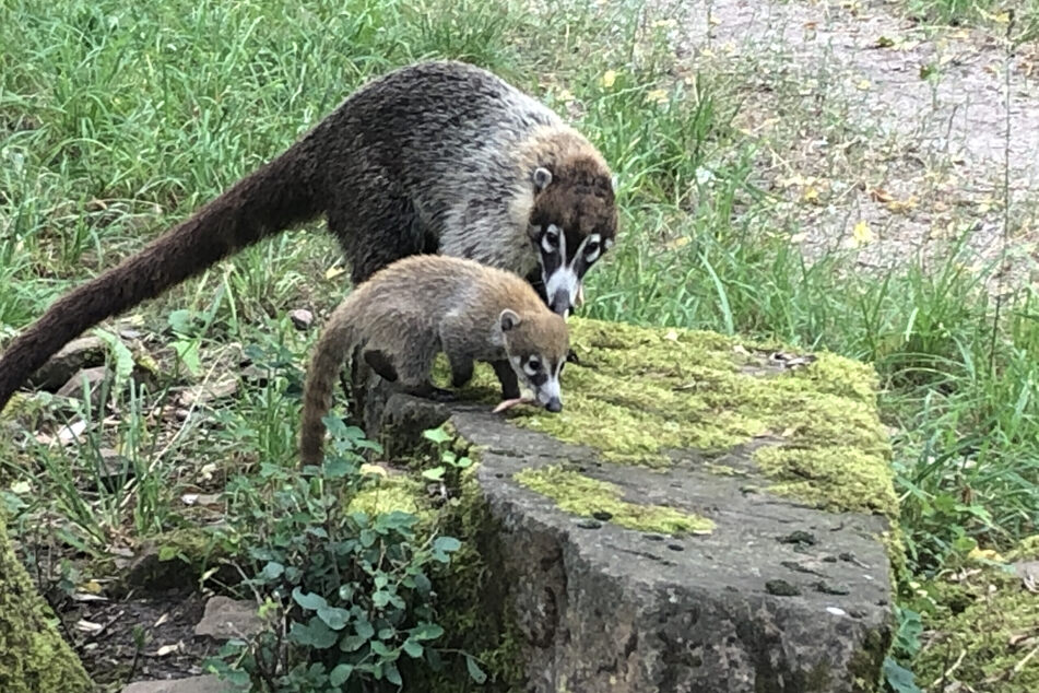 Mama Nasenbär zeigt ihren Kindern, wie man die leckersten Insekten erschnüffeln kann.