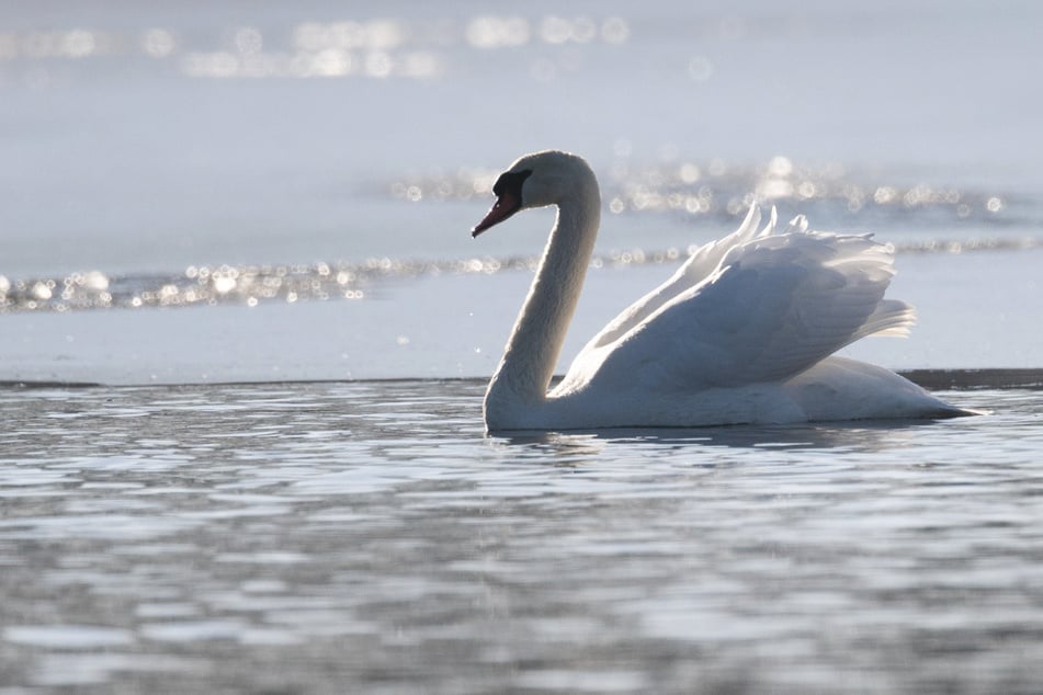 Nachdem die Polizei den Schwan wieder in den Neckar begleitete, schwamm er davon. (Symbolbild)