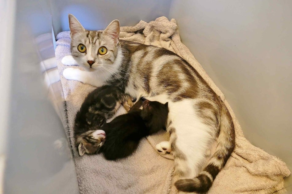 La gata Aponi ha adoptado a dos bebés de otra gata.
