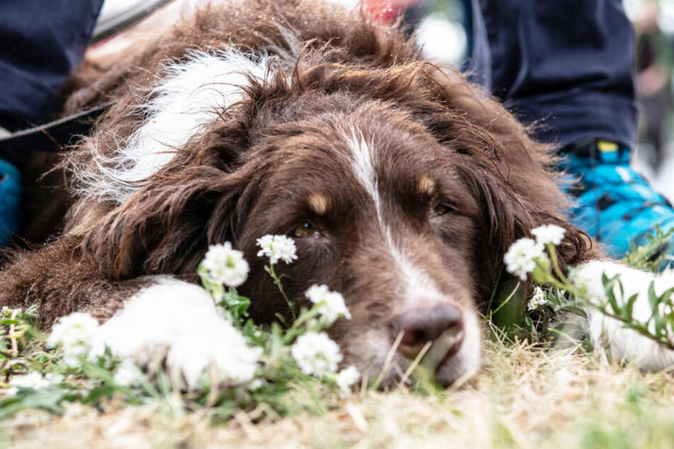 Hunderttausende Hunde nicht registriert TAG24