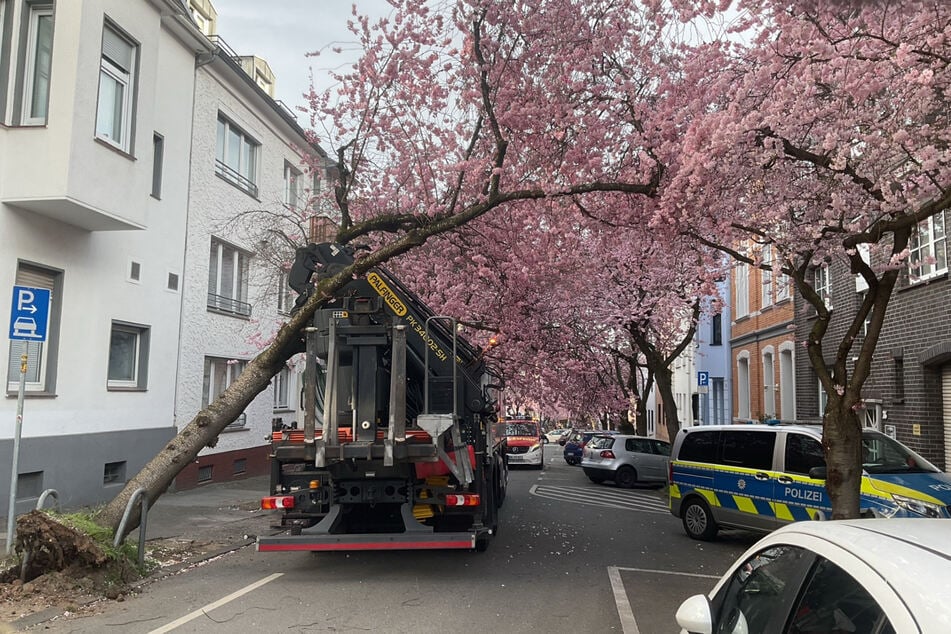 Der Kirschbaum drohte, infolge des Unfalls umzukippen.