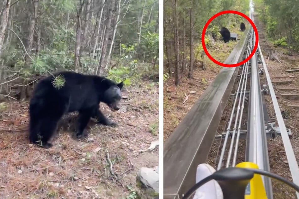 Aus dem Wald tauchten zwei Schwarzbären auf und beobachteten die Frau.