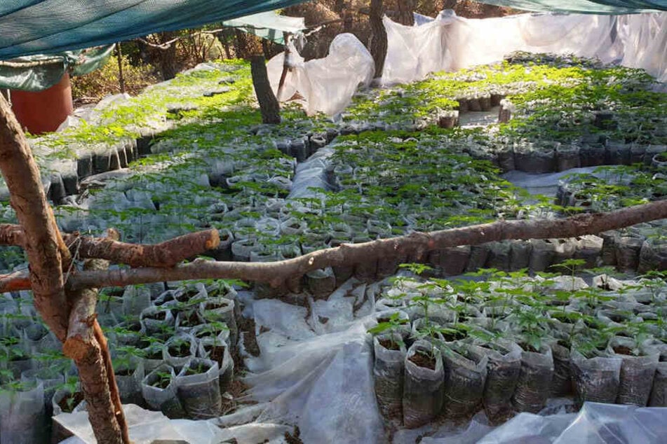 Diese Plantage mit über 13.000 Pflanzen haben Drogenfahnder in Griechenland entdeckt.