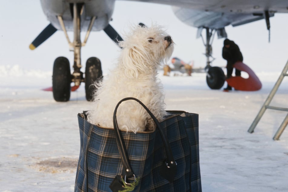 Bolognese is more than just a delicious Italian sauce - it's a great dog too!