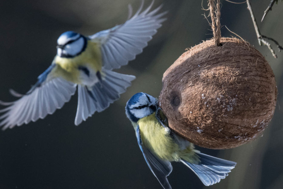 Blaumeisen sind artenrechtlich geschützt.