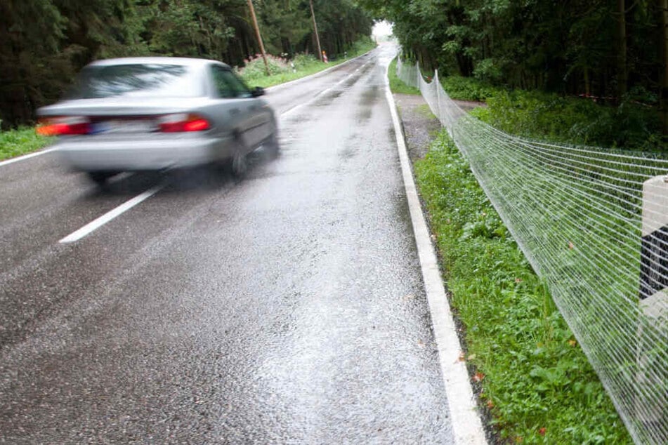 Auto erfasst seltenes weißes Reh Armes Tier hat keine Chance TAG24