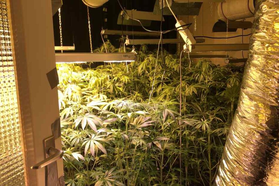 Die Aufnahme zeigt die illegale Marihuana-Plantage in Hamburg-Jenfeld.