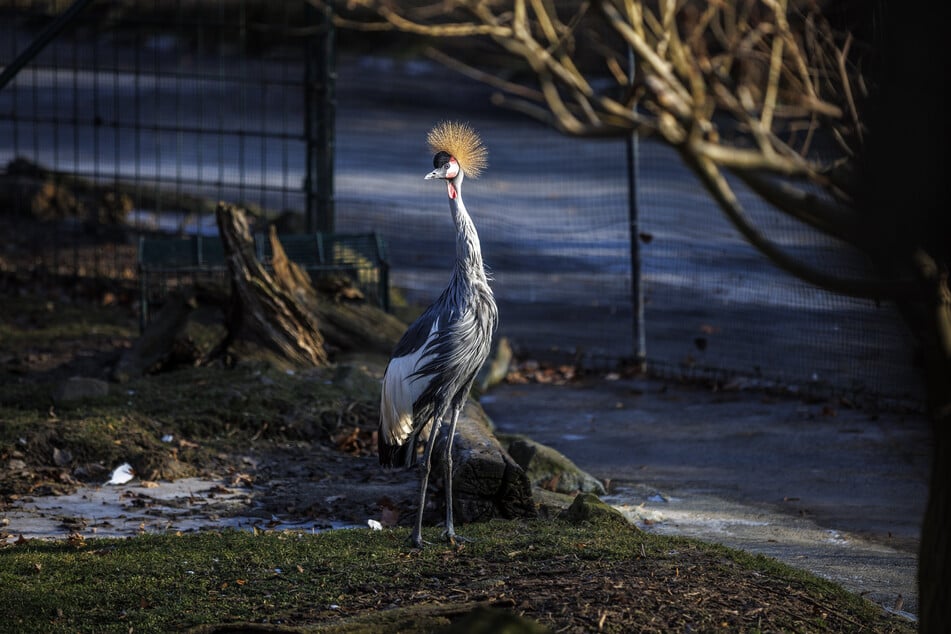 Kronenkraniche sind hübsche Tiere - diese Kronenkranich-Henne im Dresdner Zoo ist keine Ausnahme.