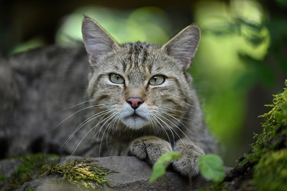 Nachdem man sie lange Zeit für ausgestorben gehalten hatte, kehrt die Wildkatze in Sachsens Wälder zurück.