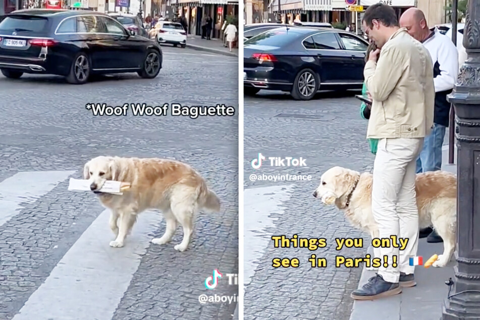 Pariser Hund beweist, dass er ein echter Franzose ist und begeistert Millionen