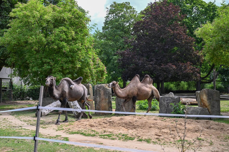 Ein Besuch im Zoo lässt nicht nur Kinderaugen leuchten.
