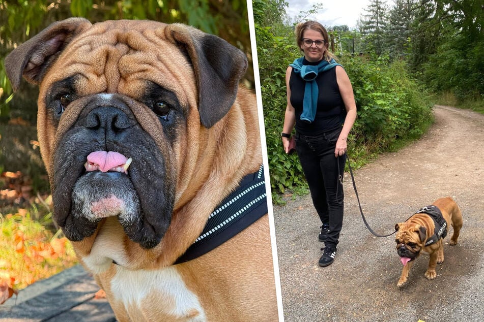 Chemnitz: "Liebe auf den ersten Blick": So kam Politikerin Susanne Schaper zu ihrer Bulldogge Hugo