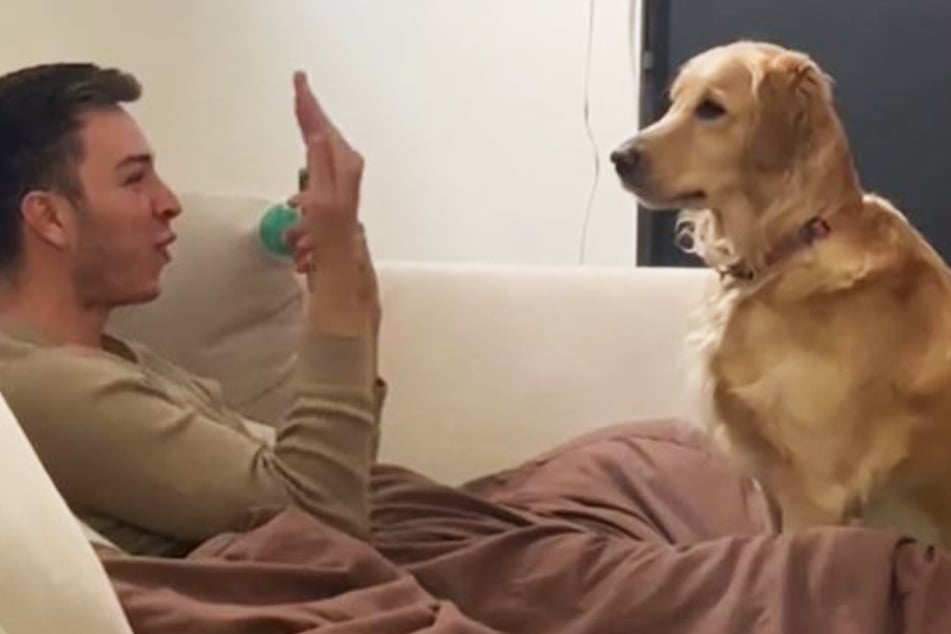Golden retriever is spellbound by magic tricks – and so is TikTok!