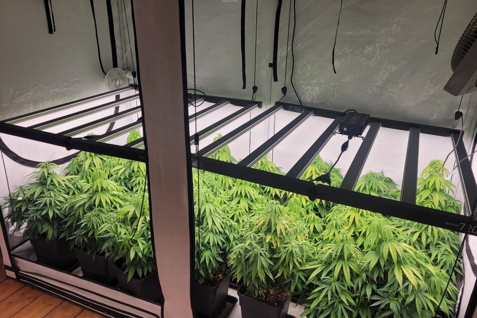 Die Polizei stellte insgesamt 60 Cannabis-Pflanzen und rund 2,5 Kilogramm bereits verpacktes Marihuana sicher.