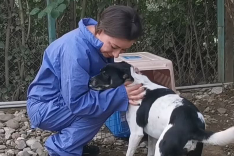 Badly injured dog is rescued and given a vital helping paw