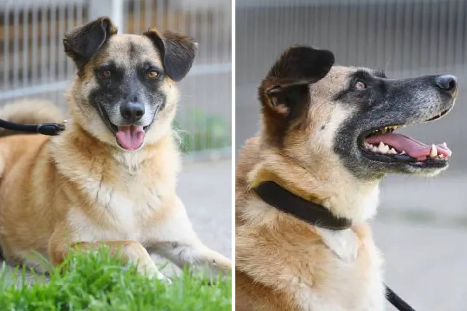 Der bildhübsche Malinois-Mix ist ein echtes Energiebündel.