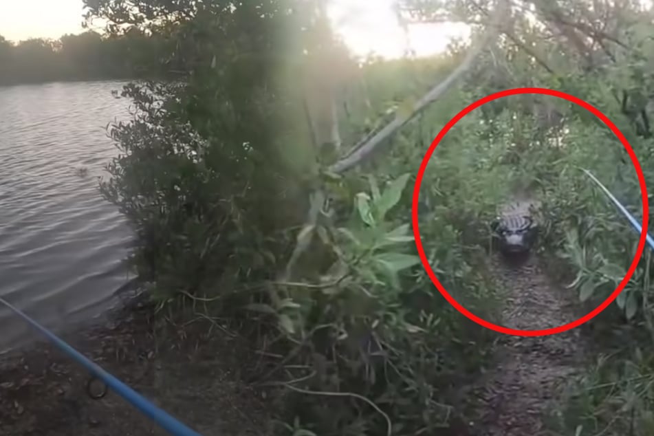 Szenen wie im Horrorfilm! Mann flüchtet vor Alligator und stürzt dann auch noch