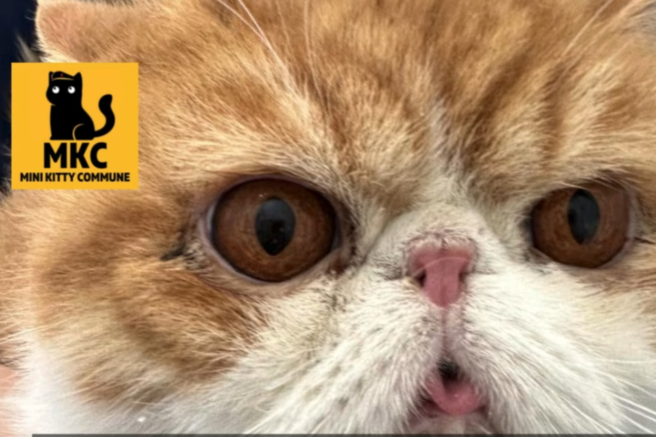 The Persian cat named Dimples has severe breathing problems due to inhumane breeding, according to the Mini Kitty Commune.