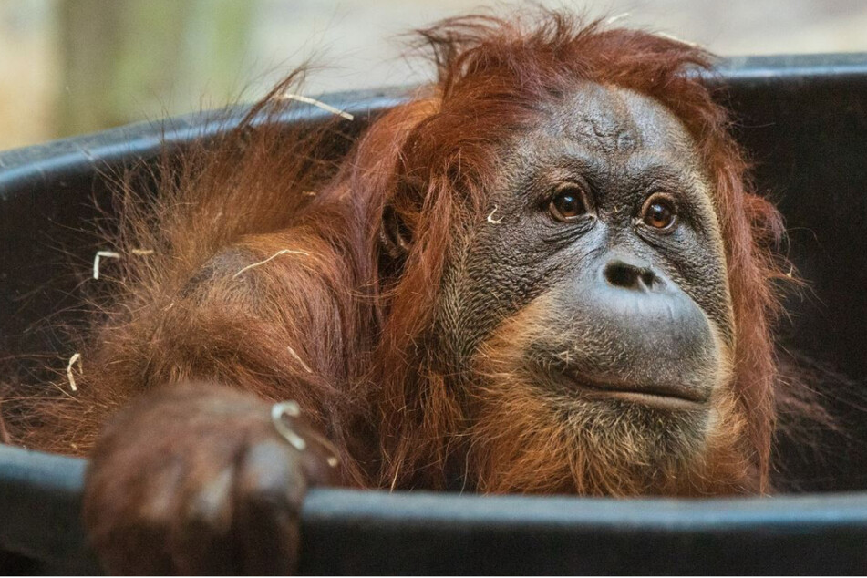 Ein junger Orang-Utan überlebt nicht ohne seine Mutter.