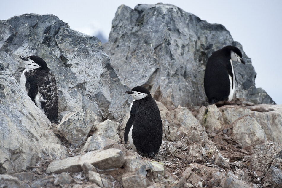 Penguin pairs take turns guarding their nests.