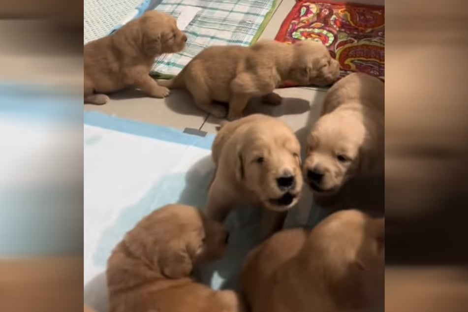 The puppies actually join in and howl so much for their owner that Jessie the mama dog comes running to check that her little darlings are okay!