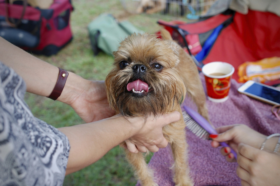 The Brussels griffon is hardly a looker, but it's a sure-fire smoocher!