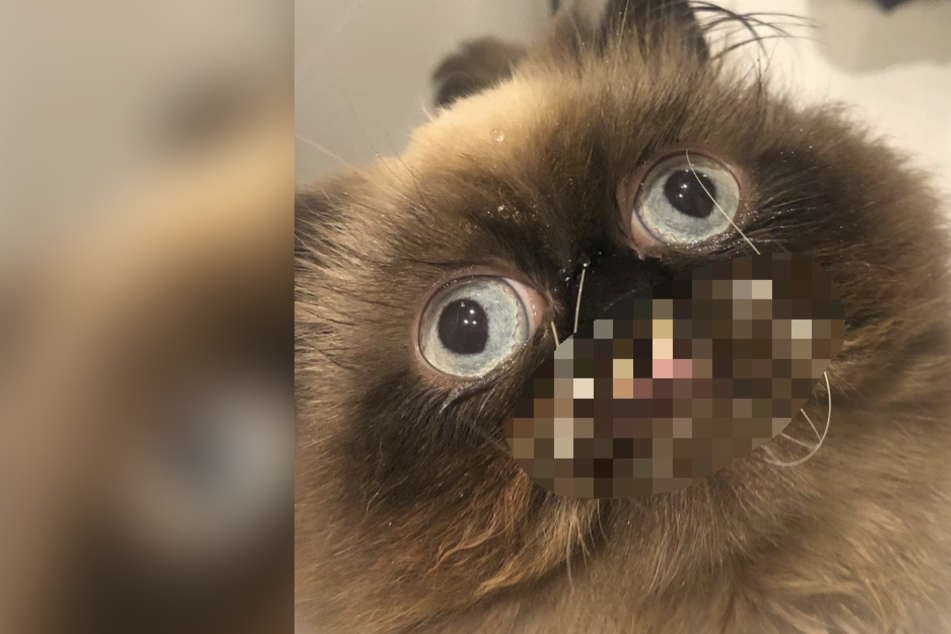 Kater Yohji bringt dank seines ungewöhnlichen Aussehens alle zum Lachen!