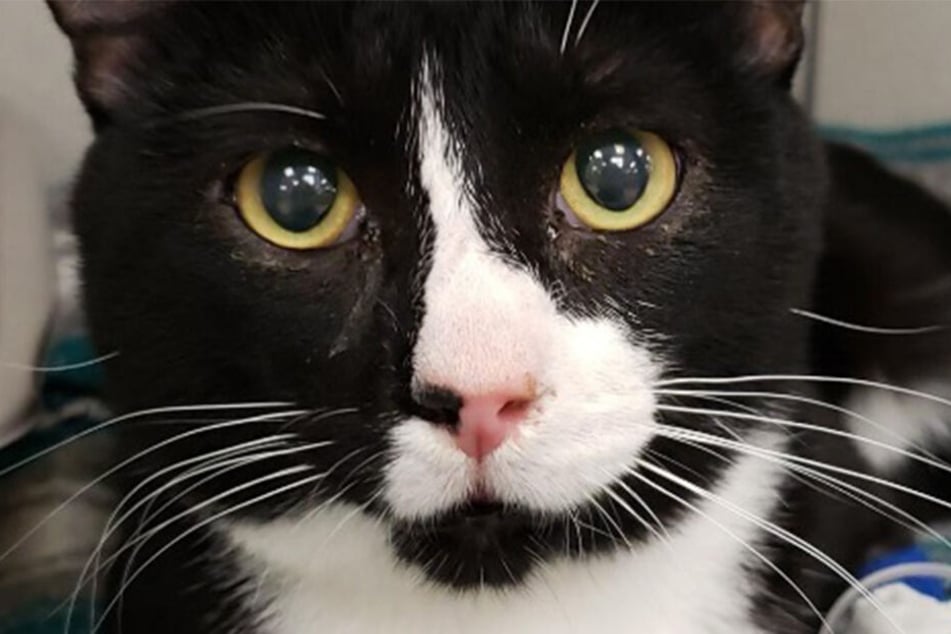 Kater Felix (1) kämpft sich nach dem traumatischen Erlebnis ins Leben zurück.