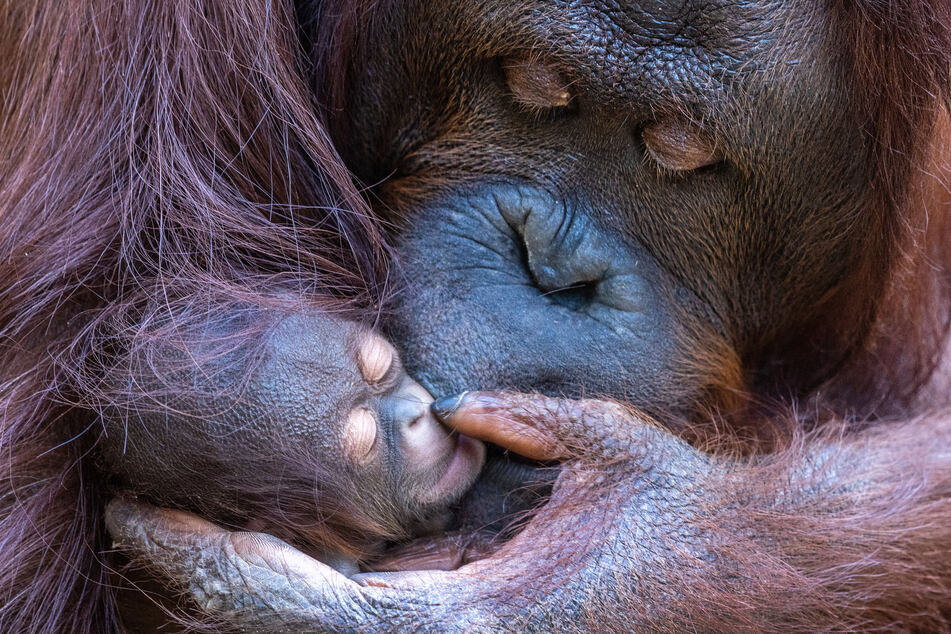 Das Orang-Utan-Weibchen Hsiao-Ning hält im Darwineum des Zoos ihr zweites Jungtier in den Armen.
