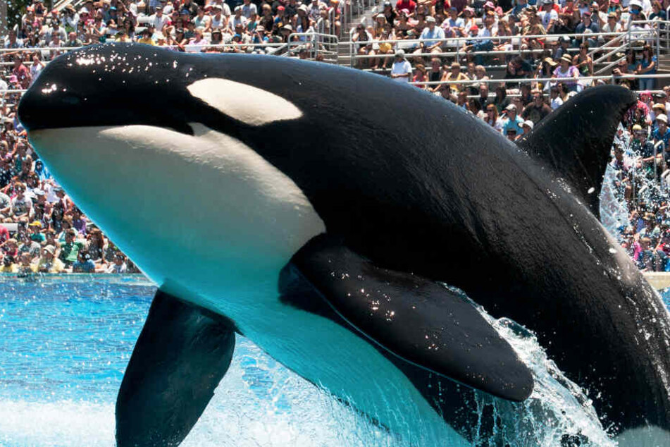 Der Film "Free Willy" verhalf Killerwalen zu großer Popularität.