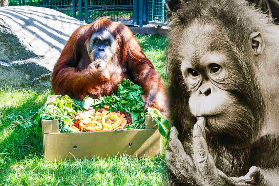 Zum 50. Ehrentag gab es für Djaka reichlich Leckereien: Selbstgebackene Dresdner Eierschecke (ohne Zucker) sowie Möhren, Weintrauben und getrocknete Tomaten. Rechts: Djaka mit drei Jahren. (Bildmontage)