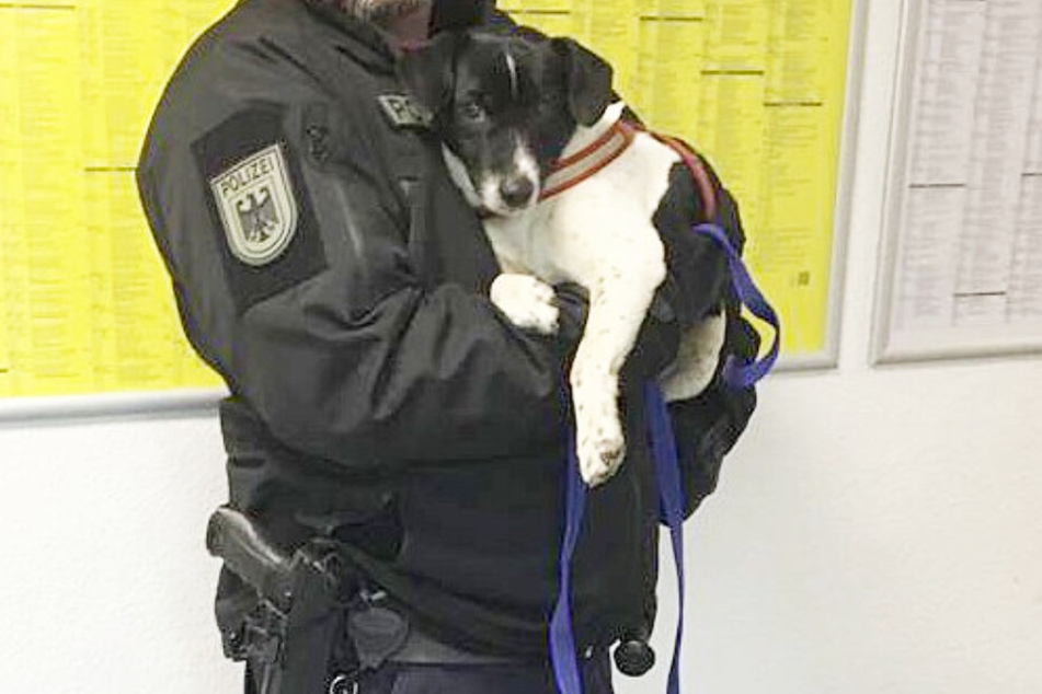 Die Besitzer des kleinen Jack Russel Mix-Terriers konnten noch nicht ermittelt werden.
