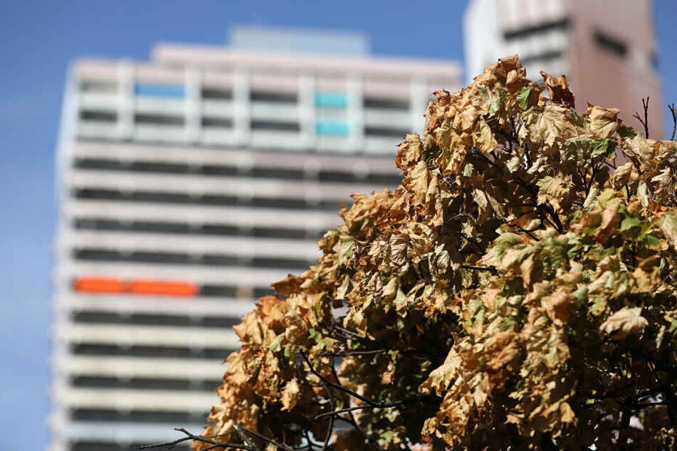 Ein vertrockneter Baum in Köln.