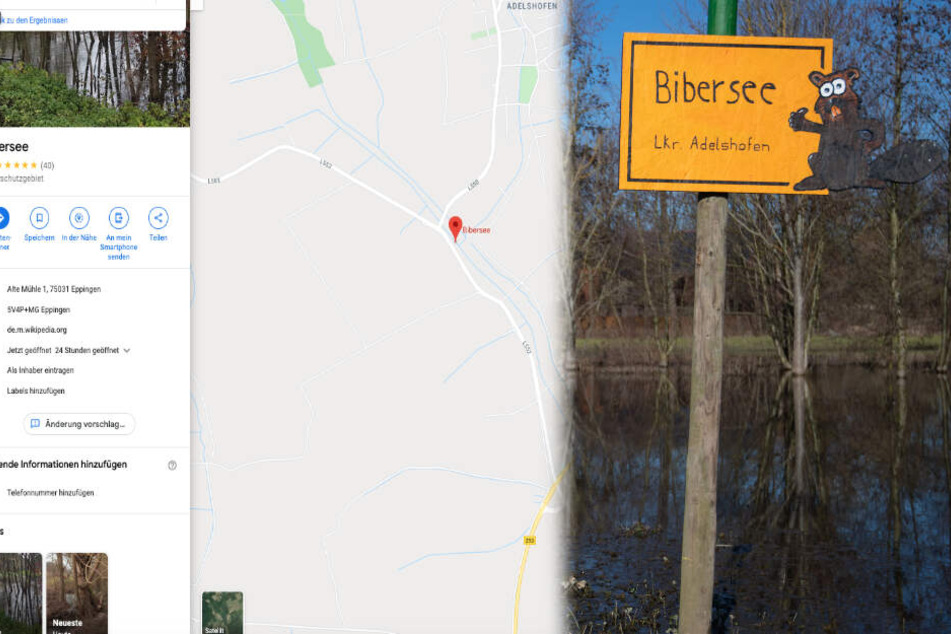 Fleißige Biber bauen Damm und schaffen es auf Google Maps!