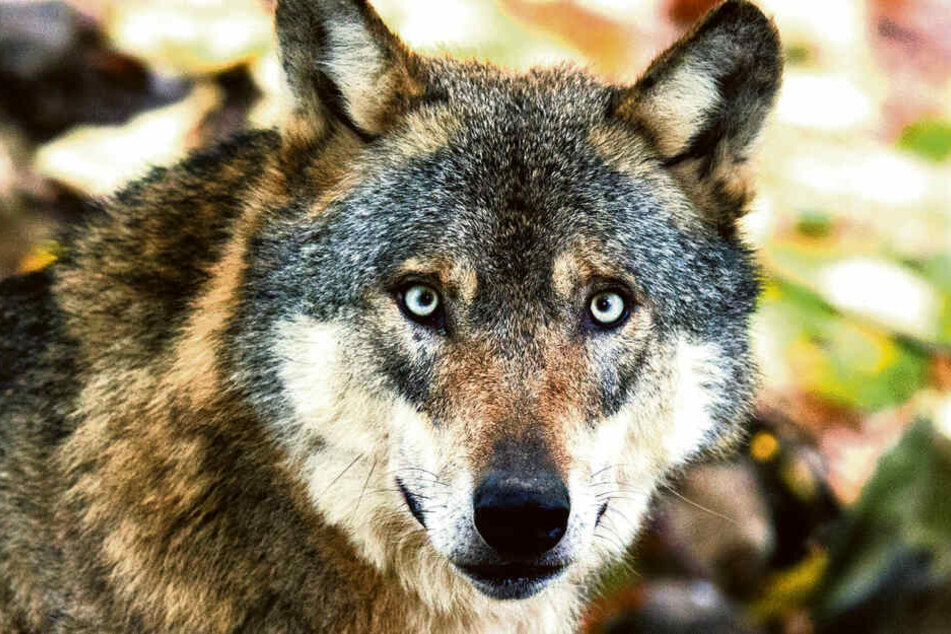 Meier ist gegen den Wolfsabschuss - sie möchte lieber Schäfer unterstützen.