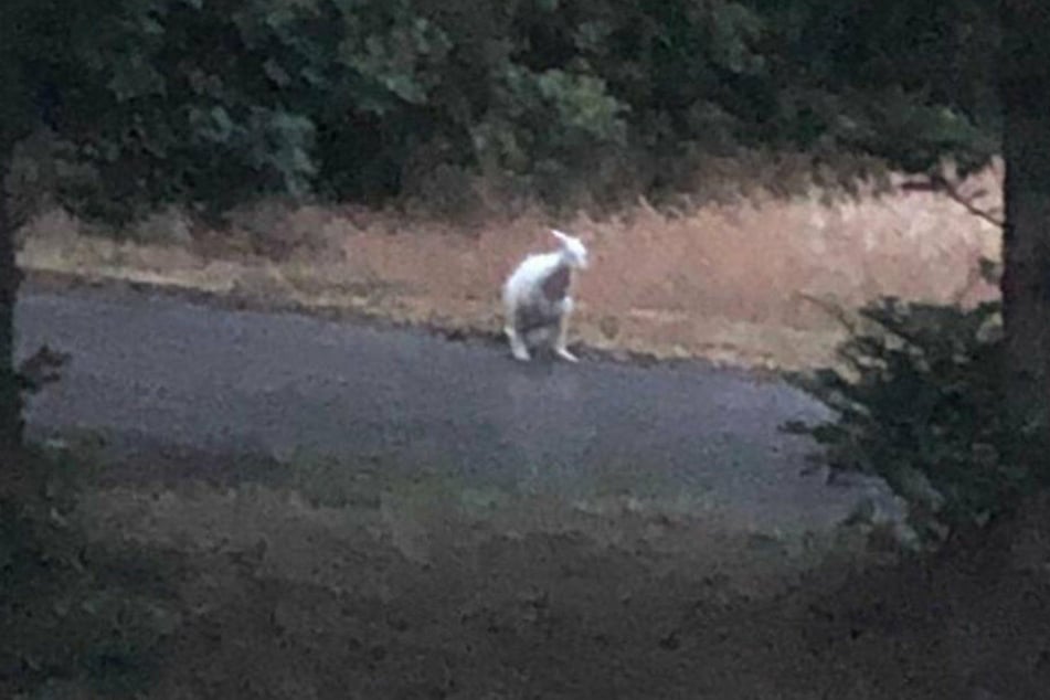 Das weiße Känguru wurde vor zwei Wochen in Velbert gesehen.
