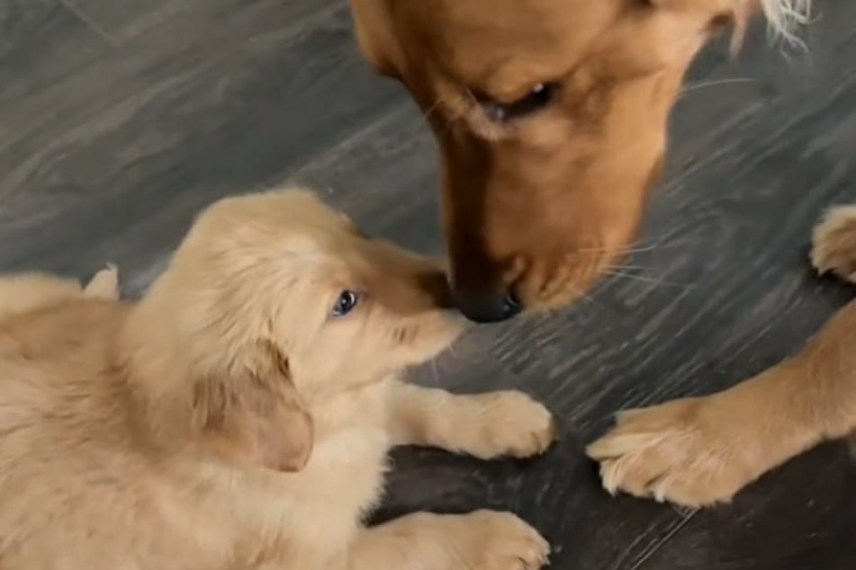 Los Golden Retriever Marshall y Clyde ahora hacen todo juntos.