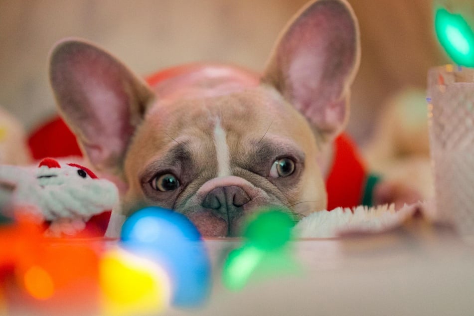 Hunde leiden unter zu viel Weihnachtsstress genauso wie unter zu wenig Aufmerksamkeit.