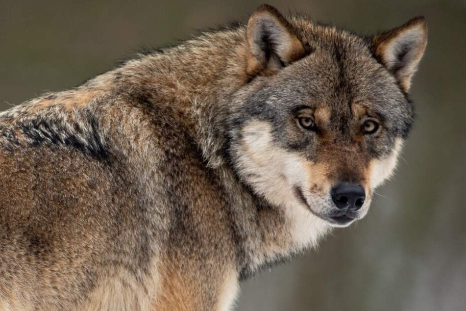 Ein neuer Wolf treibt sein Unwesen im Norden. (Sybolbild)